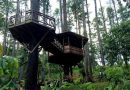 Kesejukan Hutan Alam Tahura Pocut Meurah Intan untuk Healing