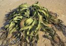 Mengenal Welwitschia Mirabilis, Bunga Langka Unik dari Gurun Namibia
