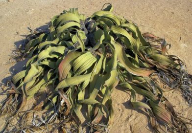 Mengenal Welwitschia Mirabilis, Bunga Langka Unik dari Gurun Namibia