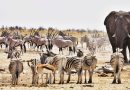Asiknya Menjelajahi Etosha National Park Namibia, Surga Safari Afrika