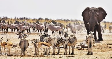 Asiknya Menjelajahi Etosha National Park Namibia, Surga Safari Afrika