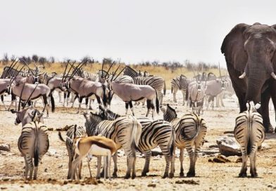 Asiknya Menjelajahi Etosha National Park Namibia, Surga Safari Afrika