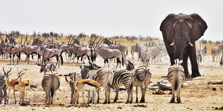 Asiknya Menjelajahi Etosha National Park Namibia, Surga Safari Afrika