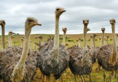 Mengenal Peternakan Ostrich di Namibia, Negara Penghasil Burung Unta Berkualitas