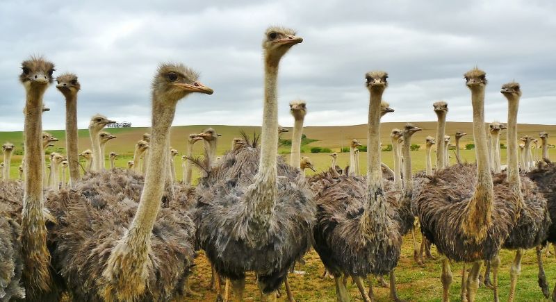 Mengenal Peternakan Ostrich di Namibia, Negara Penghasil Burung Unta Berkualitas
