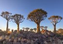 Bertualang Alam di Keetmanshoop, Namibia: Menjelajahi Hutan Quiver Tree dan Giant’s Playground
