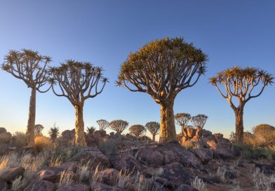 Bertualang Alam di Keetmanshoop, Namibia: Menjelajahi Hutan Quiver Tree dan Giant’s Playground