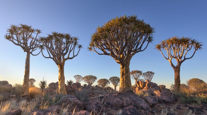 Bertualang Alam di Keetmanshoop, Namibia: Menjelajahi Hutan Quiver Tree dan Giant’s Playground