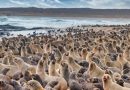 Wisata Cape Cross Namibia: Melihat Ribuan Anjing Laut di Habitat Aslinya