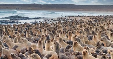 Wisata Cape Cross Namibia: Melihat Ribuan Anjing Laut di Habitat Aslinya