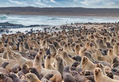 Wisata Cape Cross Namibia: Melihat Ribuan Anjing Laut di Habitat Aslinya