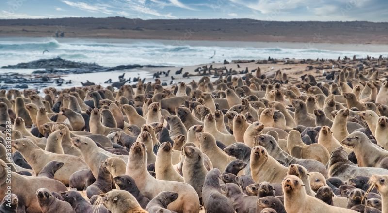 Wisata Cape Cross Namibia: Melihat Ribuan Anjing Laut di Habitat Aslinya